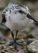 Sanderling