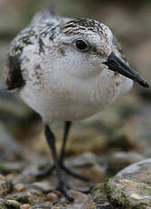 Bécasseau sanderling