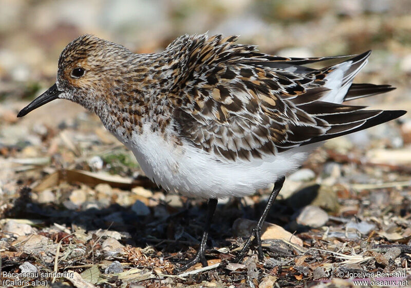 Bécasseau sanderling