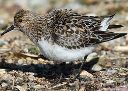 Bécasseau sanderling