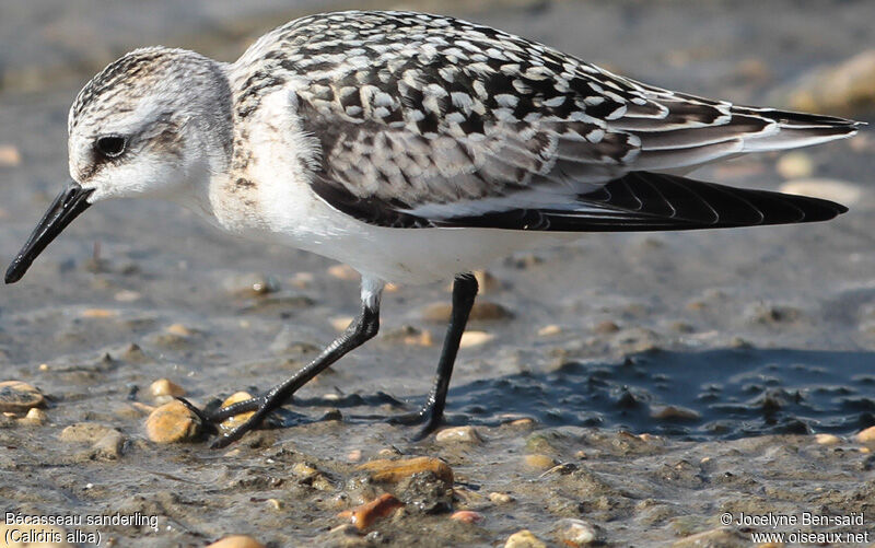 Bécasseau sanderling