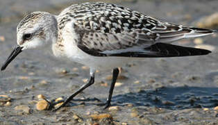 Bécasseau sanderling