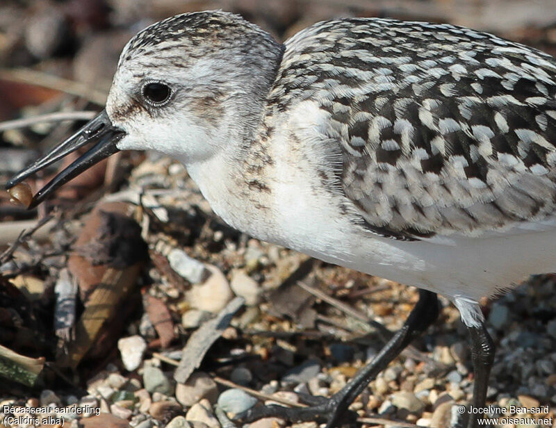 Bécasseau sanderling