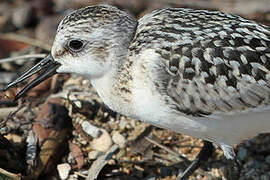 Sanderling