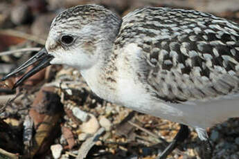 Bécasseau sanderling