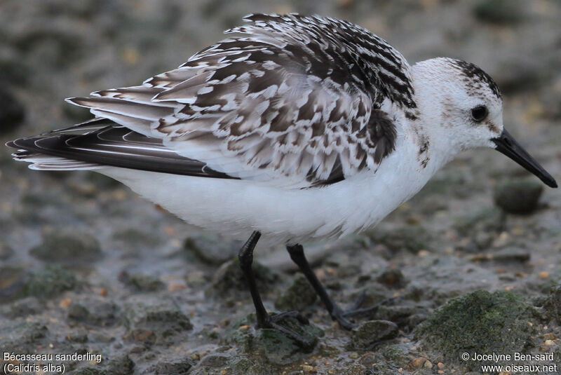 Sanderling