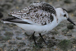 Bécasseau sanderling