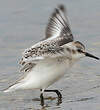 Bécasseau sanderling