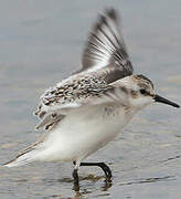 Sanderling