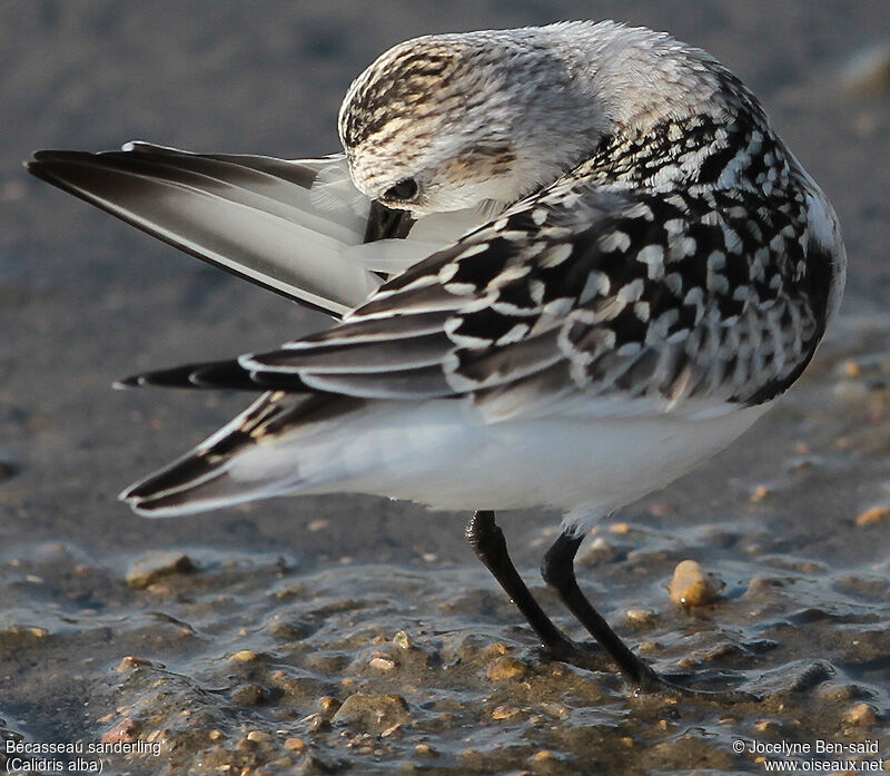 Sanderling