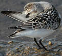 Bécasseau sanderling