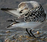 Bécasseau sanderling