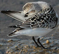 Sanderling