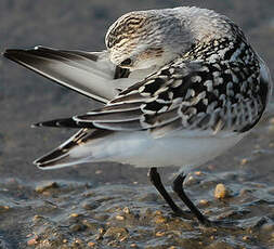 Bécasseau sanderling