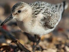 Bécasseau sanderling