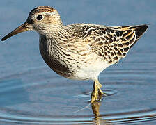 Pectoral Sandpiper