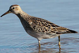 Pectoral Sandpiper