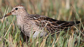 Pectoral Sandpiper