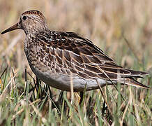 Pectoral Sandpiper