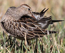 Pectoral Sandpiper