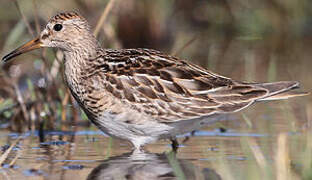 Pectoral Sandpiper