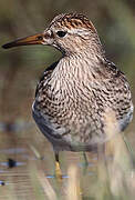 Pectoral Sandpiper