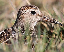 Pectoral Sandpiper