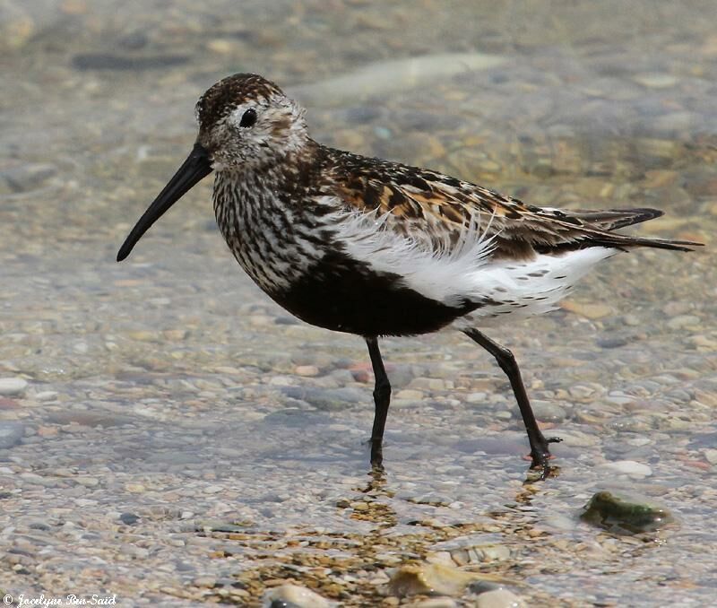 Dunlin