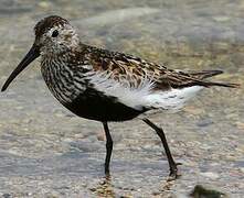 Dunlin