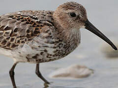 Dunlin