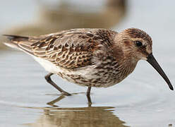 Dunlin