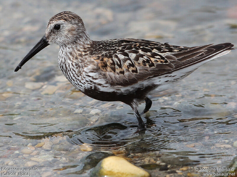 Bécasseau variable