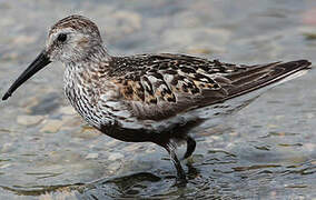 Dunlin