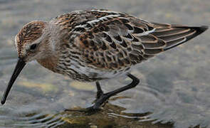 Dunlin