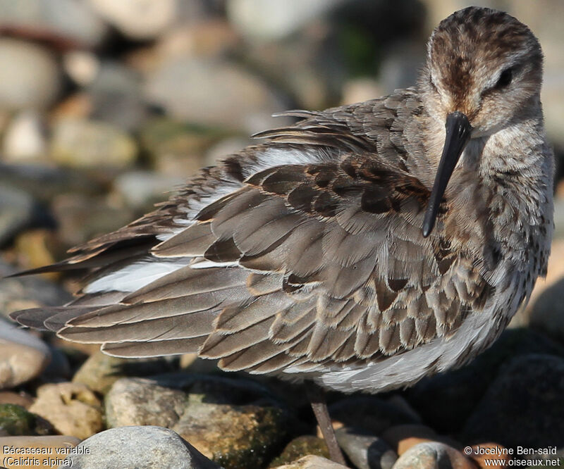 Dunlin