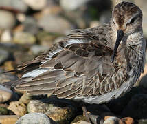 Dunlin