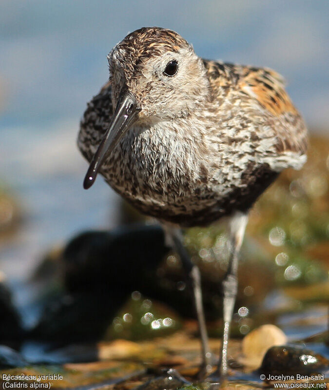 Bécasseau variable