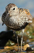 Dunlin