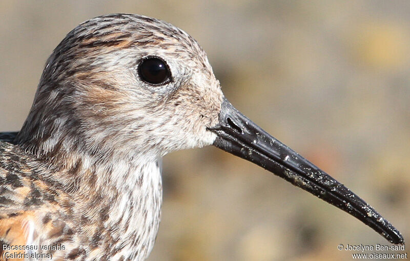 Dunlin