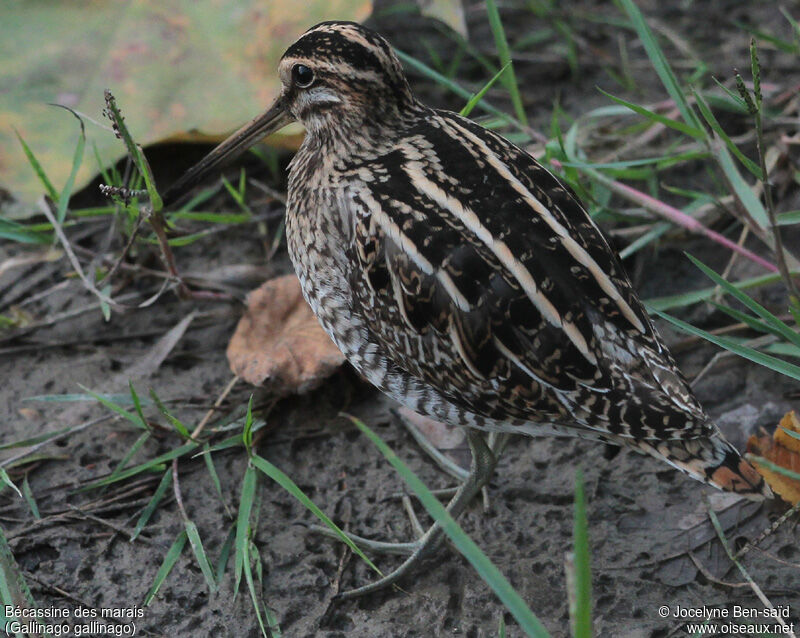 Common Snipe