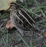 Common Snipe