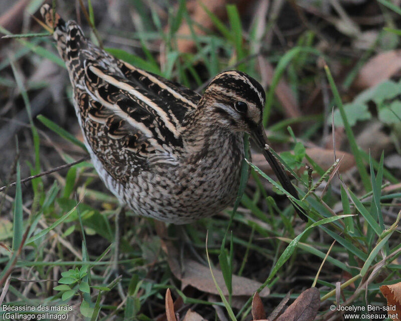 Common Snipe