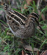 Common Snipe