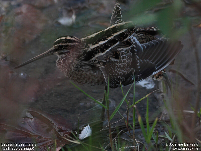 Common Snipe