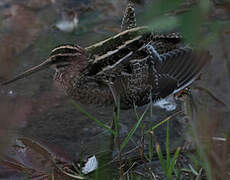 Common Snipe