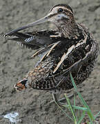 Common Snipe