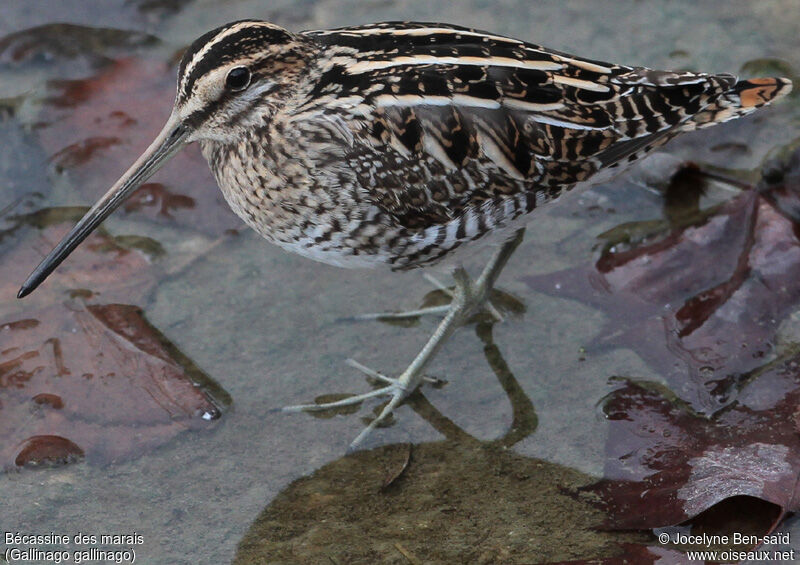 Common Snipe