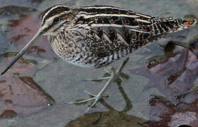 Common Snipe