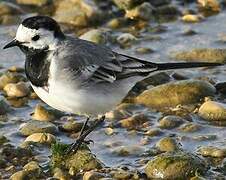 White Wagtail