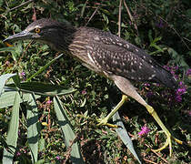 Black-crowned Night Heron